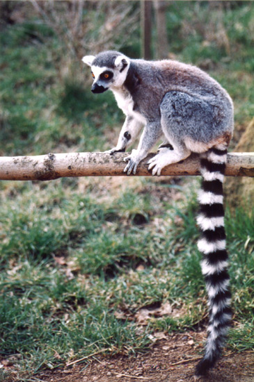 200404 Lemur