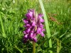 Orchidea nevimktera