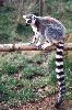 200404 Lemur
